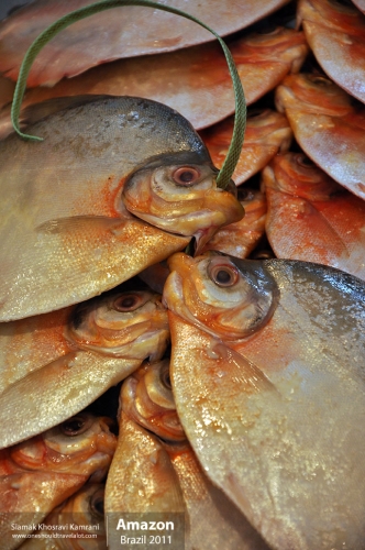 Brazil, Amazon, Siamak Travels 06