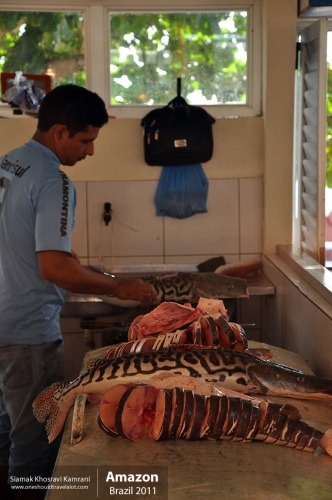 Brazil, Amazon, Siamak Travels 07