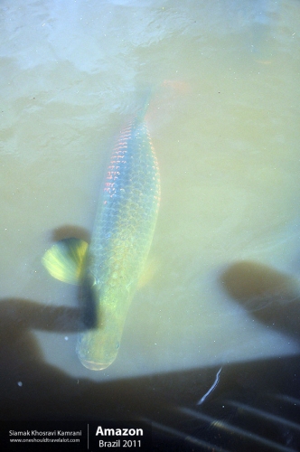 Brazil, Amazon, Siamak Travels 09