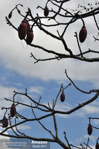 Brazil, Amazon, Siamak Travels 15