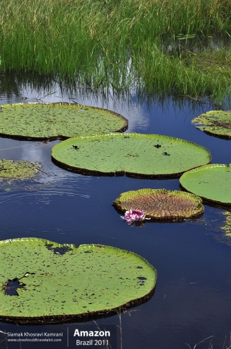 Brazil, Amazon, Siamak Travels 16