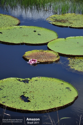 Brazil, Amazon, Siamak Travels 17