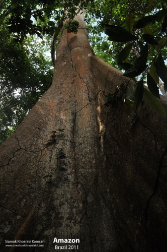 Brazil, Amazon, Siamak Travels 22