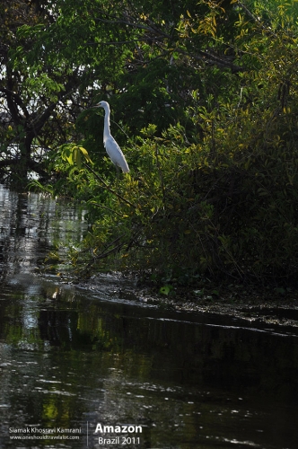 Brazil, Amazon, Siamak Travels 28