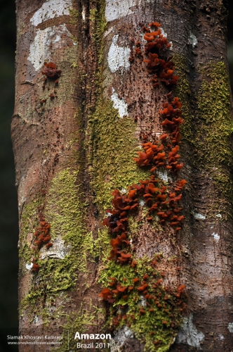 Brazil, Amazon, Siamak Travels 31