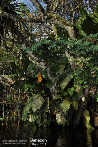 Brazil, Amazon, Siamak Travels 32