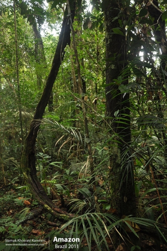 Brazil, Amazon, Siamak Travels 35