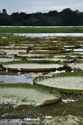 Brazil, Amazon, Siamak Travels 50