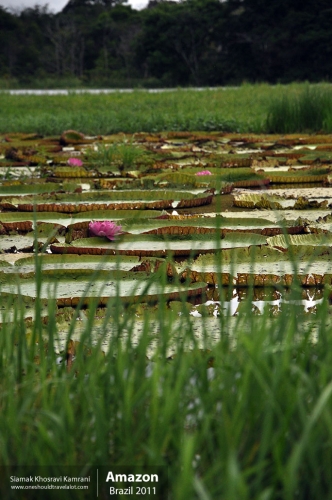 Brazil, Amazon, Siamak Travels 51