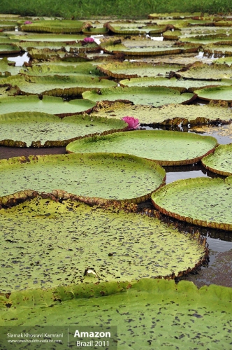 Brazil, Amazon, Siamak Travels 52