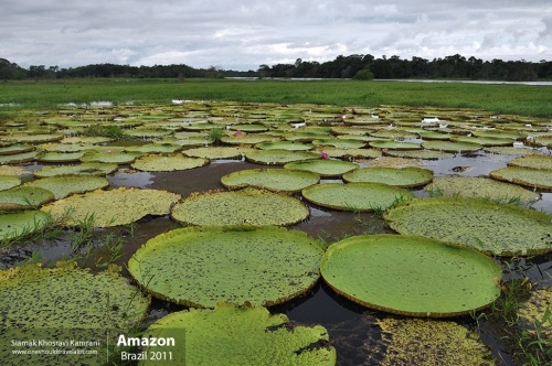 Brazil, Amazon, Siamak Travels 55