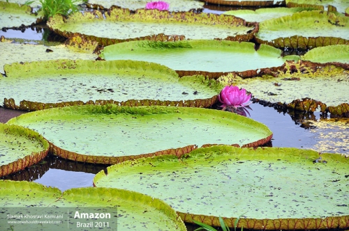 Brazil, Amazon, Siamak Travels 57