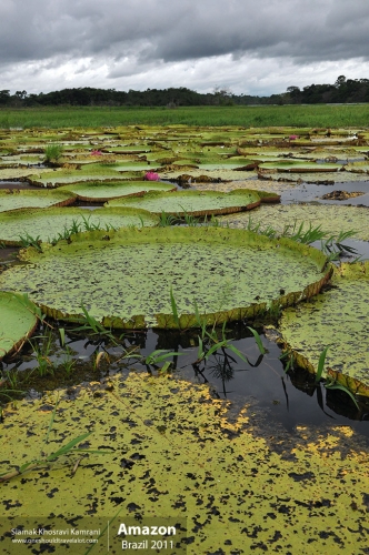 Brazil, Amazon, Siamak Travels 60