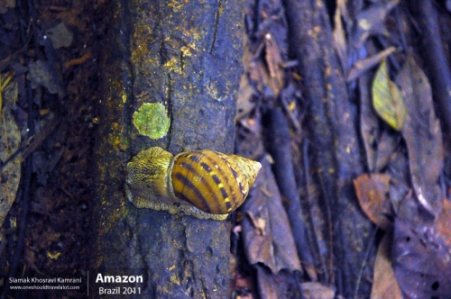 Brazil, Amazon, Siamak Travels 63