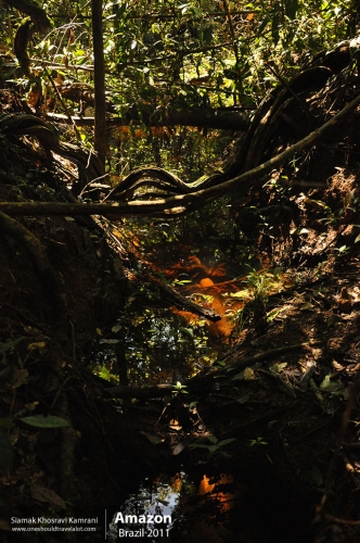 Brazil, Amazon, Siamak Travels 64