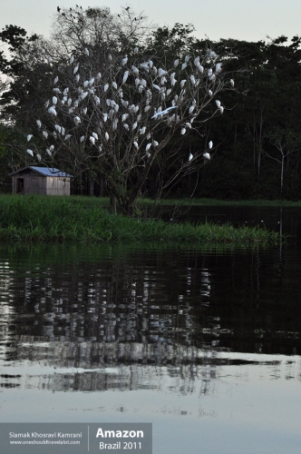 Brazil, Amazon, Siamak Travels 80