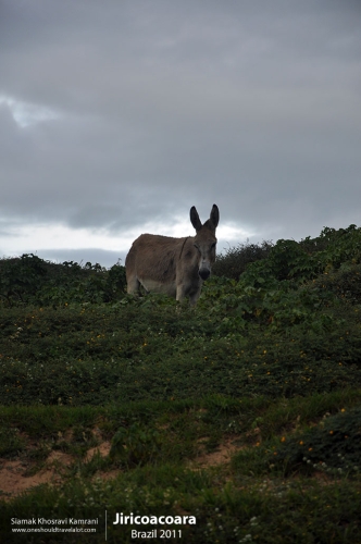 Brazil, Jiricoacoara, Siamak Travels 2