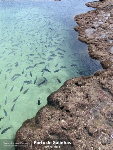 Brazil, Porto de Galinhas, Siamak Travels 8