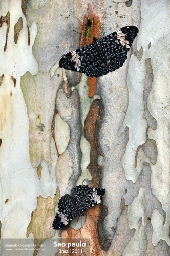 Brazil, Sao Paulo, Siamak Travels 26