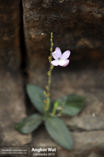 Cambodia, Angkor Wat, Siamak Travels 047