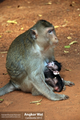 Cambodia, Angkor Wat, Siamak Travels 082