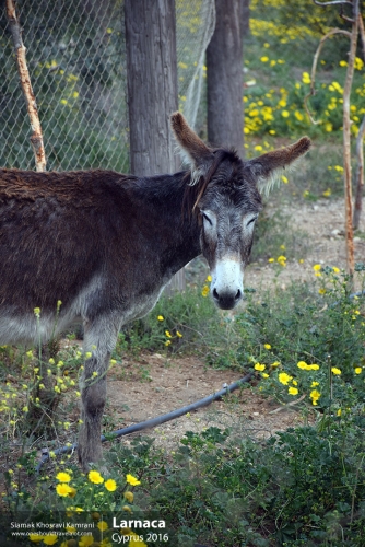 Cyprus, Larnaca, Siamak Travels 04