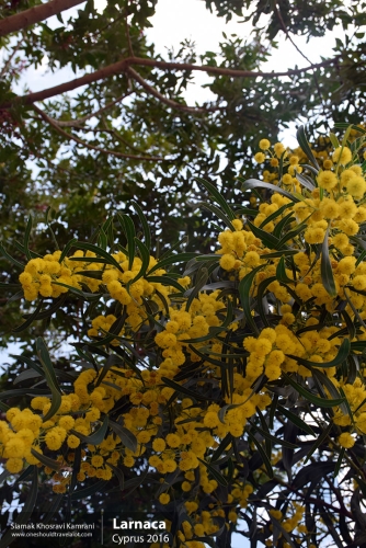 Cyprus, Larnaca, Siamak Travels 06