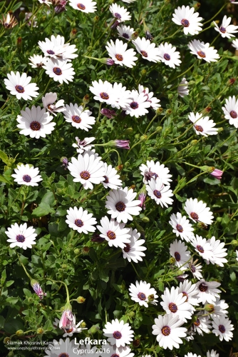 Cyprus, Lefkara, Siamak Travels 18