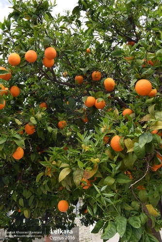 Cyprus, Lefkara, Siamak Travels 42