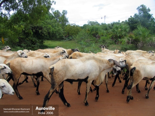 India, Auroville, Siamak Travels 1
