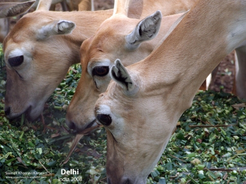 India, Delhi, Siamak Travels 09