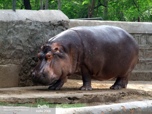 India, Delhi, Siamak Travels 10