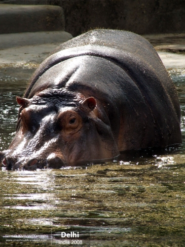 India, Delhi, Siamak Travels 11