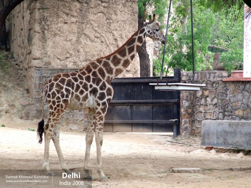 India, Delhi, Siamak Travels 12