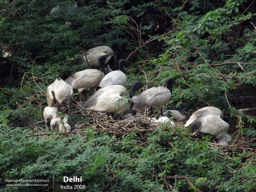 India, Delhi, Siamak Travels 14