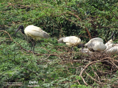 India, Delhi, Siamak Travels 15