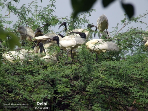 India, Delhi, Siamak Travels 16