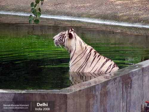 India, Delhi, Siamak Travels 17