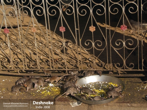 India, Deshnoke, Siamak Travels 06