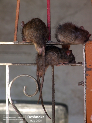 India, Deshnoke, Siamak Travels 07