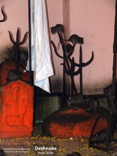 India, Deshnoke, Siamak Travels 12