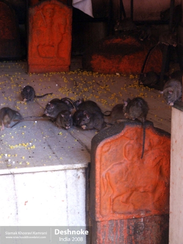 India, Deshnoke, Siamak Travels 13