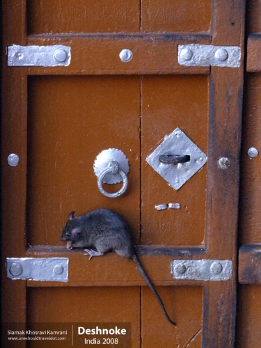 India, Deshnoke, Siamak Travels 14