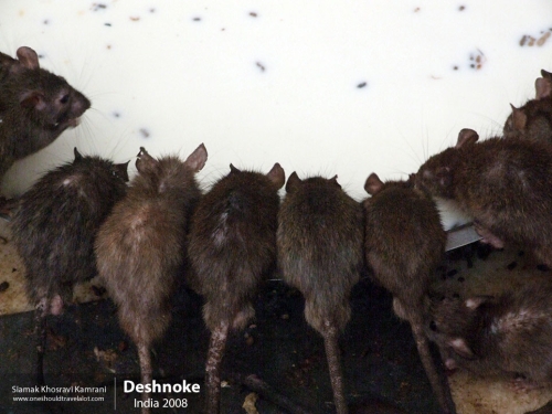 India, Deshnoke, Siamak Travels 18