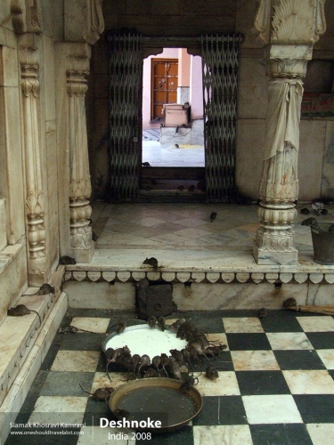 India, Deshnoke, Siamak Travels 20