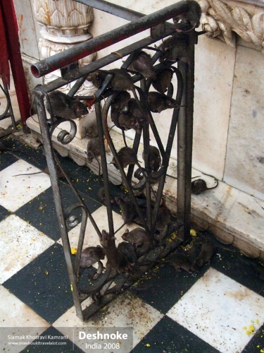 India, Deshnoke, Siamak Travels 22
