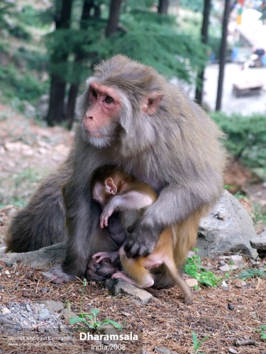 India, Dharamsala, Siamak Travels 1
