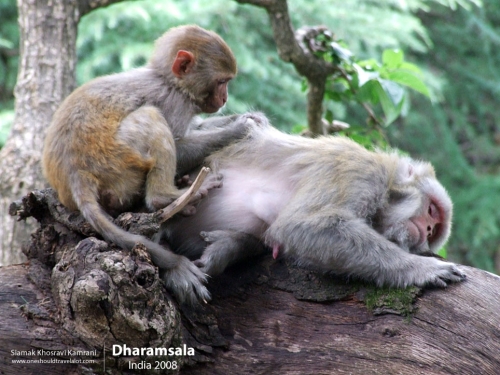 India, Dharamsala, Siamak Travels 2