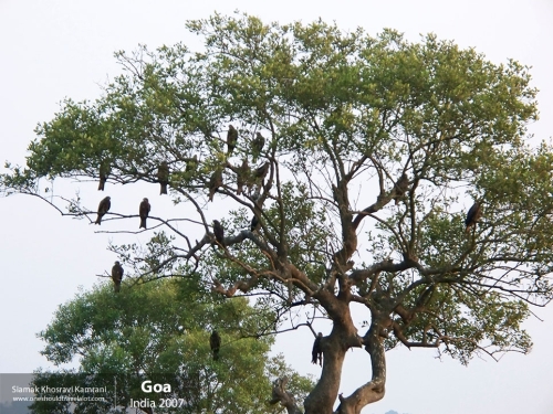 India, Goa, Siamak Travels 003