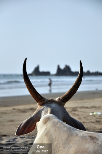 India, Goa, Siamak Travels 028